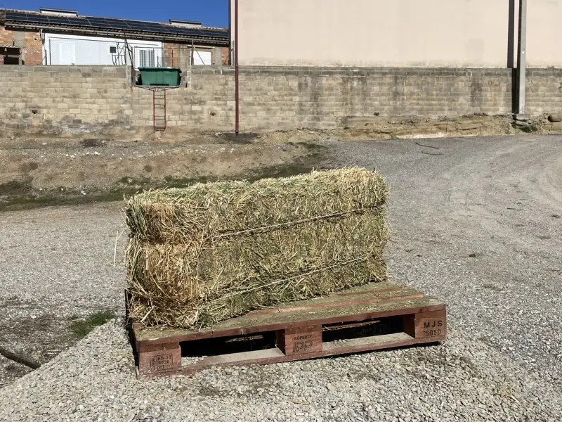Alfalfa - IMG 0038