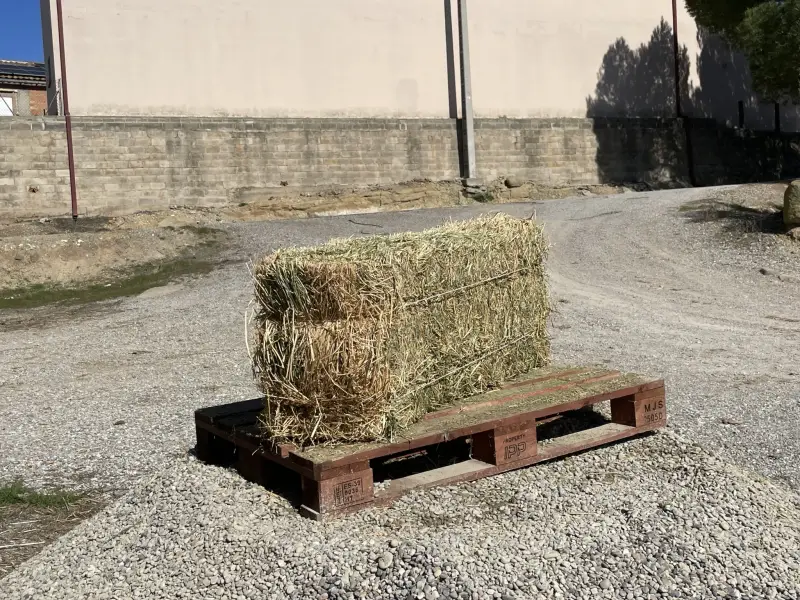 Alfalfa - IMG 0039