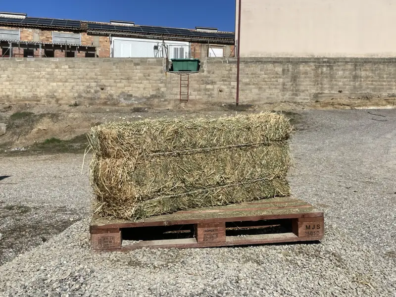 Alfalfa - IMG 0041