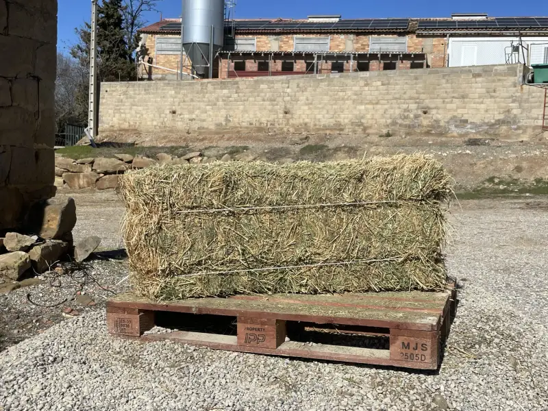 Alfalfa - IMG 0042