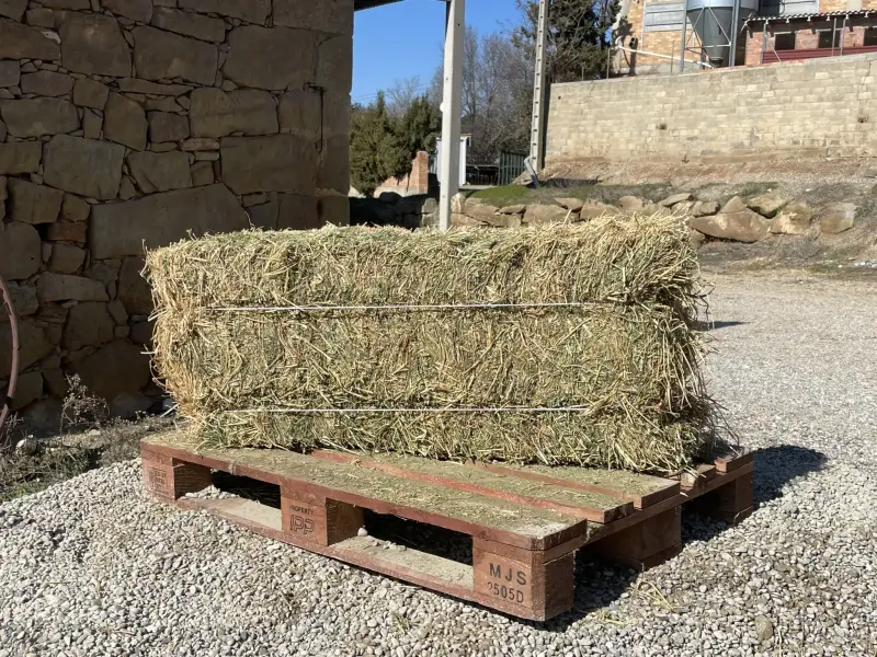 Alfalfa - IMG 0043
