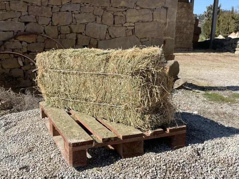 Alfalfa - IMG 0044