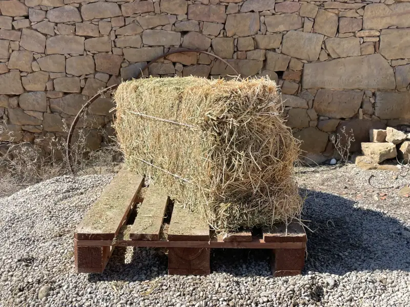 Alfalfa - IMG 0045