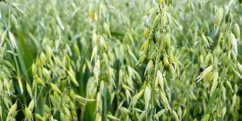 Campo de avena forrajera