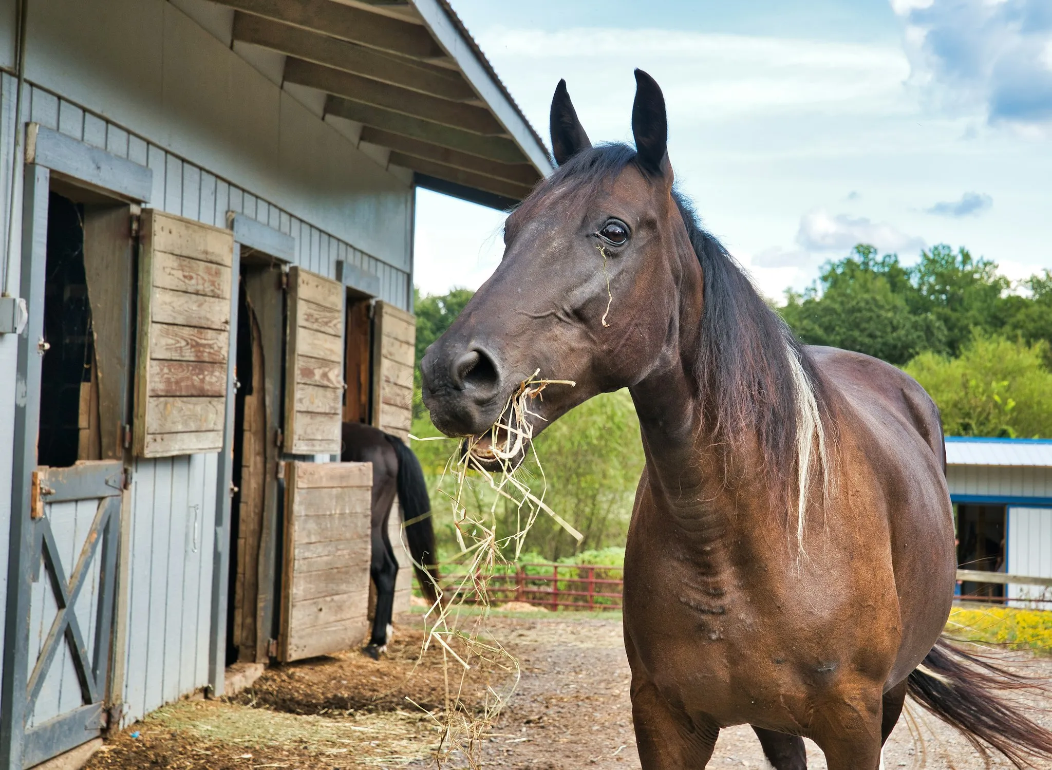 Caballo comiendo heno en la cuadra