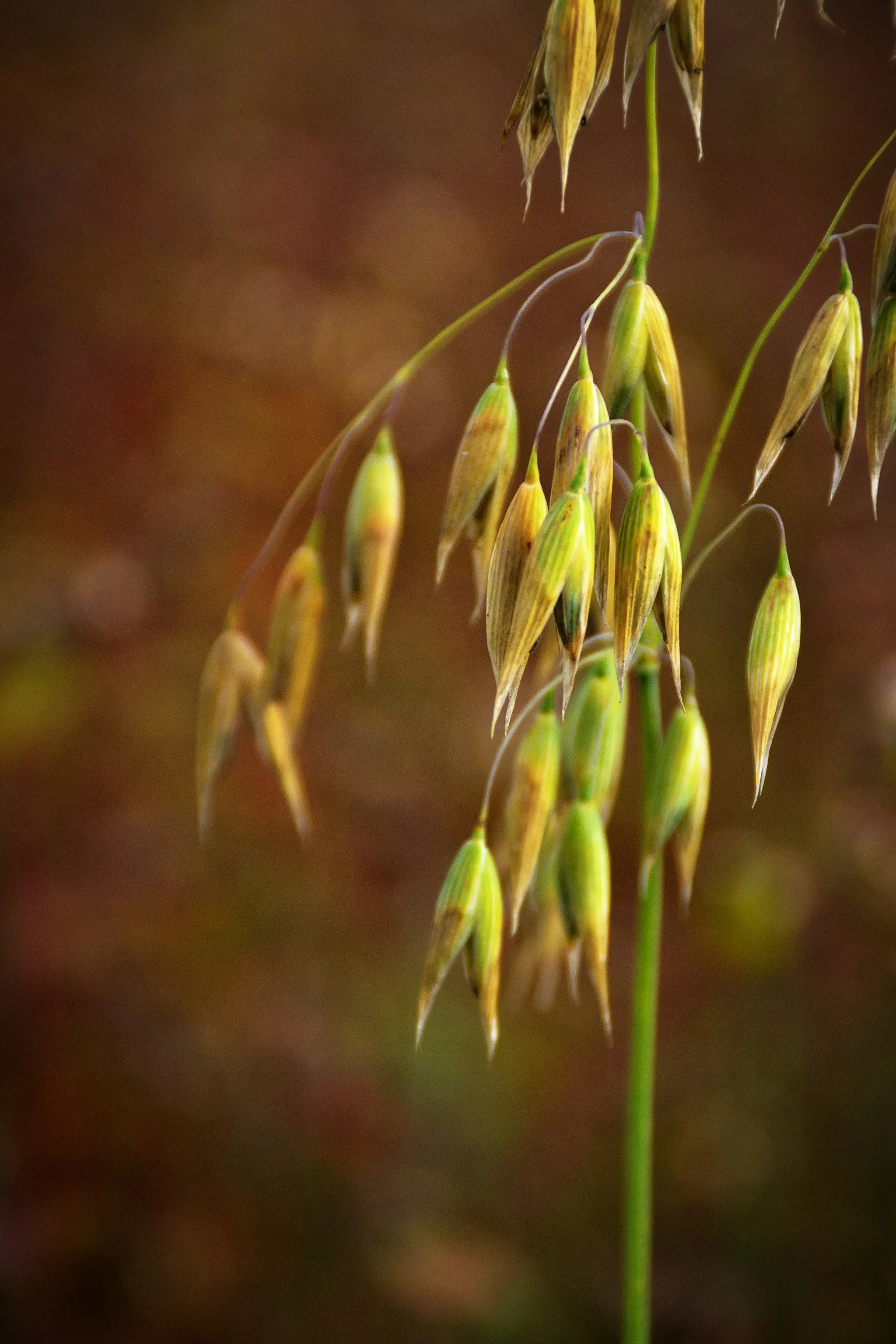 Espigas de avena en el campo