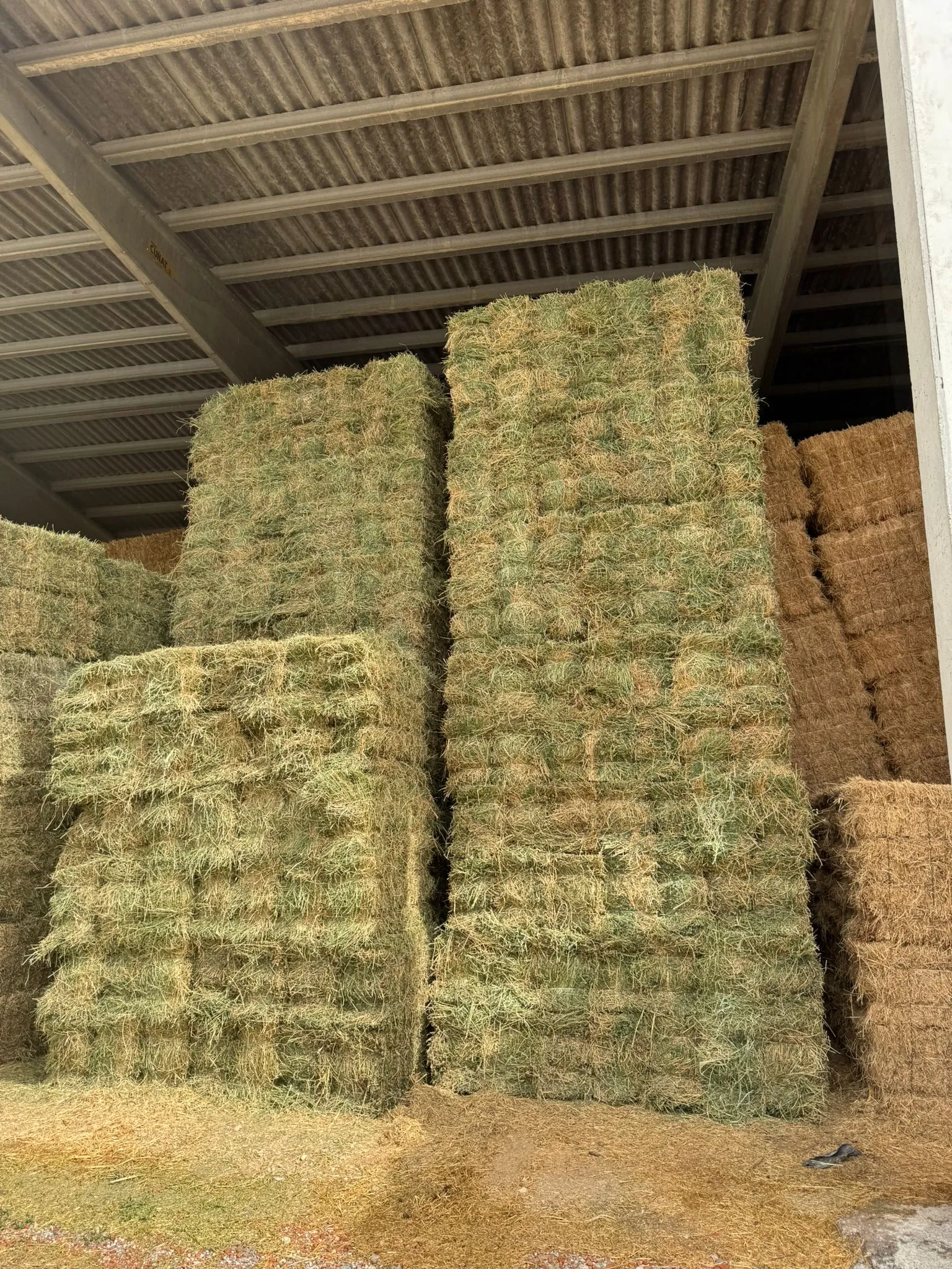 Alfalfa - 271fa378 daf4 46b9 a803 bd0a932e8678