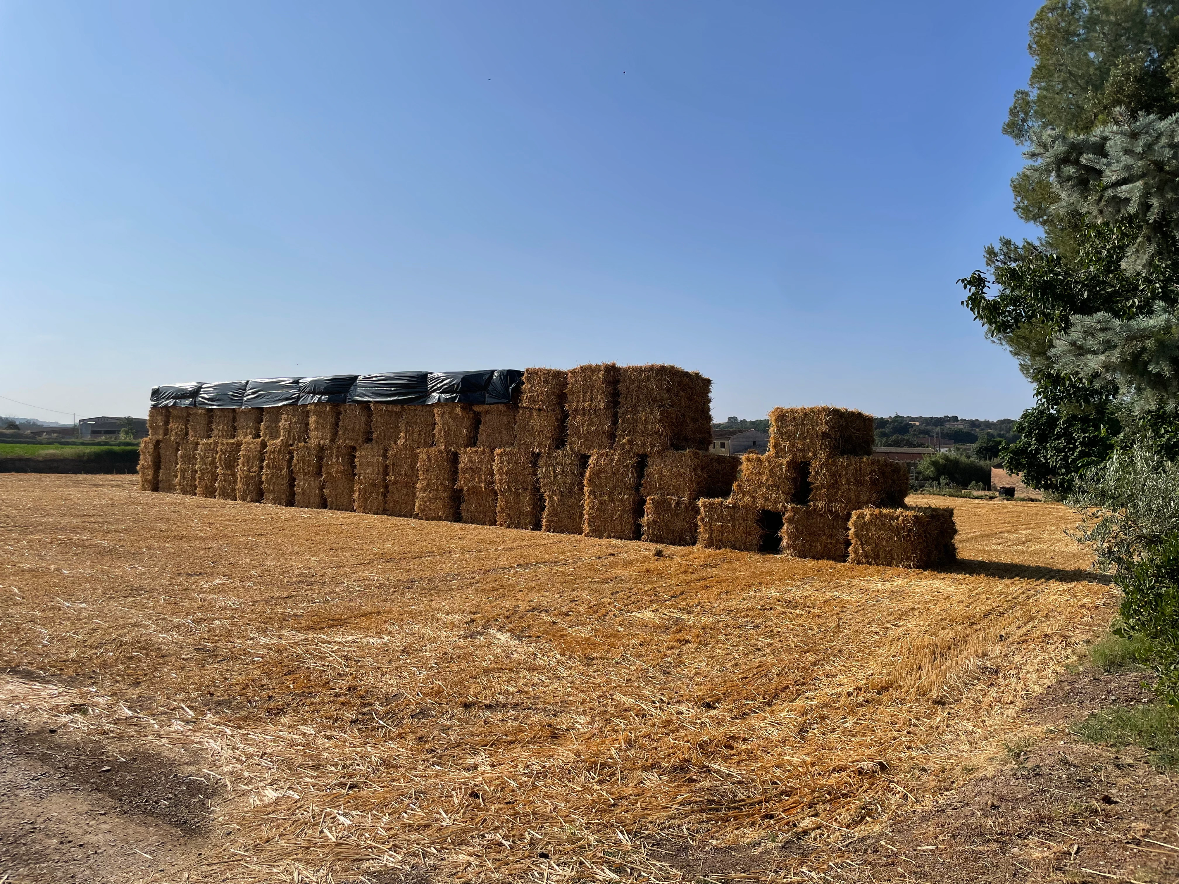 Distribución Oportuna