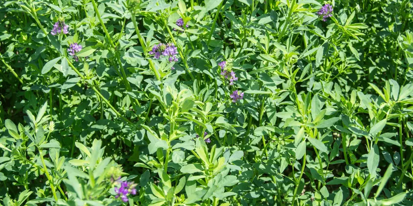 Alfalfa